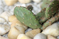 b4b23f94-IMG_8273 Opuntia.jpg